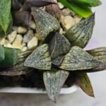 Haworthia Seedling Splendens MS187 - 9