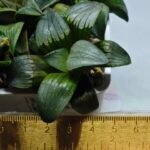 Haworthia MS188 White Widow x Suisho Compto - 1