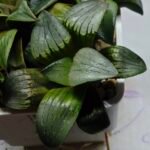 Haworthia MS188 White Widow x Suisho Compto - 2