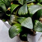 Haworthia MS188 White Widow x Suisho Compto - 3