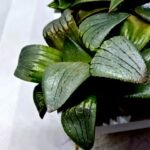 Haworthia MS188 White Widow x Suisho Compto - 4
