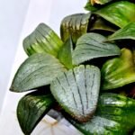 Haworthia MS188 White Widow x Suisho Compto - 5