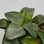 Haworthia MS188 White Widow x Suisho Compto - 6