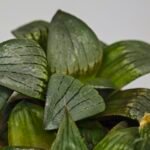 Haworthia MS188 White Widow x Suisho Compto - 7