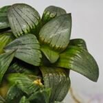 Haworthia MS188 White Widow x Suisho Compto - 8