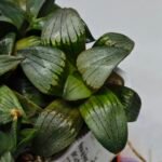 Haworthia MS188 White Widow x Suisho Compto - 9