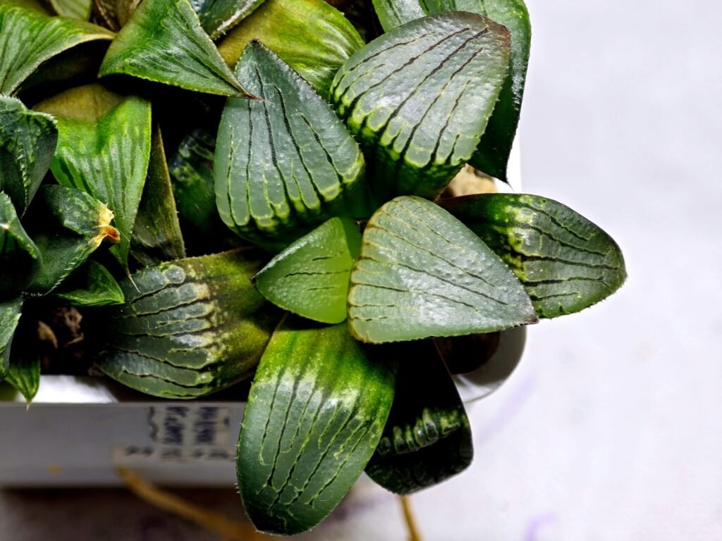Haworthia MS188 White Widow x Suisho Compto - 10