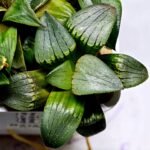 Haworthia MS188 White Widow x Suisho Compto - 10