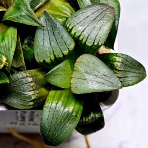 Haworthia MS188 White Widow x Suisho Compto - 10