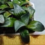 Haworthia MS189 White Widow x Suisho Compto - 1