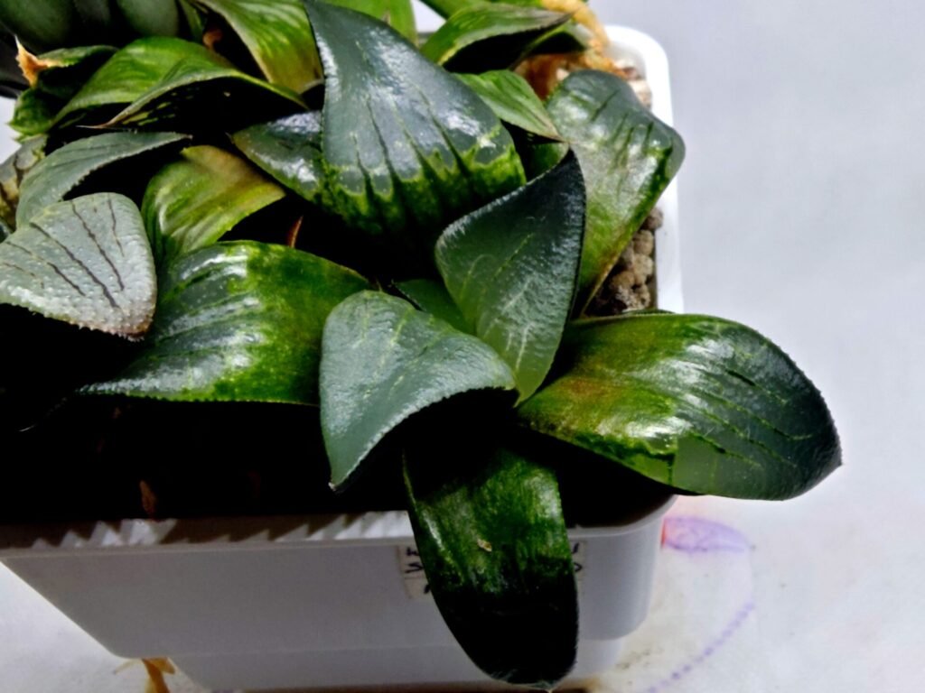 Haworthia MS189 White Widow x Suisho Compto - 2