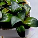 Haworthia MS189 White Widow x Suisho Compto - 2