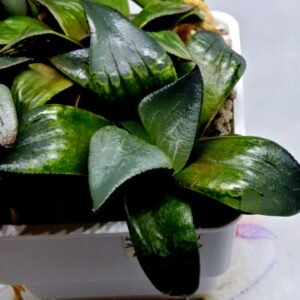 Haworthia MS189 White Widow x Suisho Compto - 2