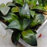 Haworthia MS189 White Widow x Suisho Compto - 3