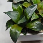 Haworthia MS189 White Widow x Suisho Compto - 4