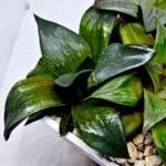 Haworthia MS189 White Widow x Suisho Compto - 5