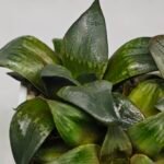 Haworthia MS189 White Widow x Suisho Compto - 6