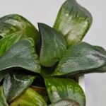 Haworthia MS189 White Widow x Suisho Compto - 7