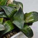 Haworthia MS189 White Widow x Suisho Compto - 8