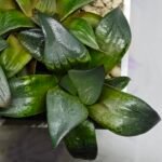 Haworthia MS189 White Widow x Suisho Compto - 9