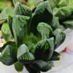 Haworthia MS190 Injabulo x Betsu Yamada - 4