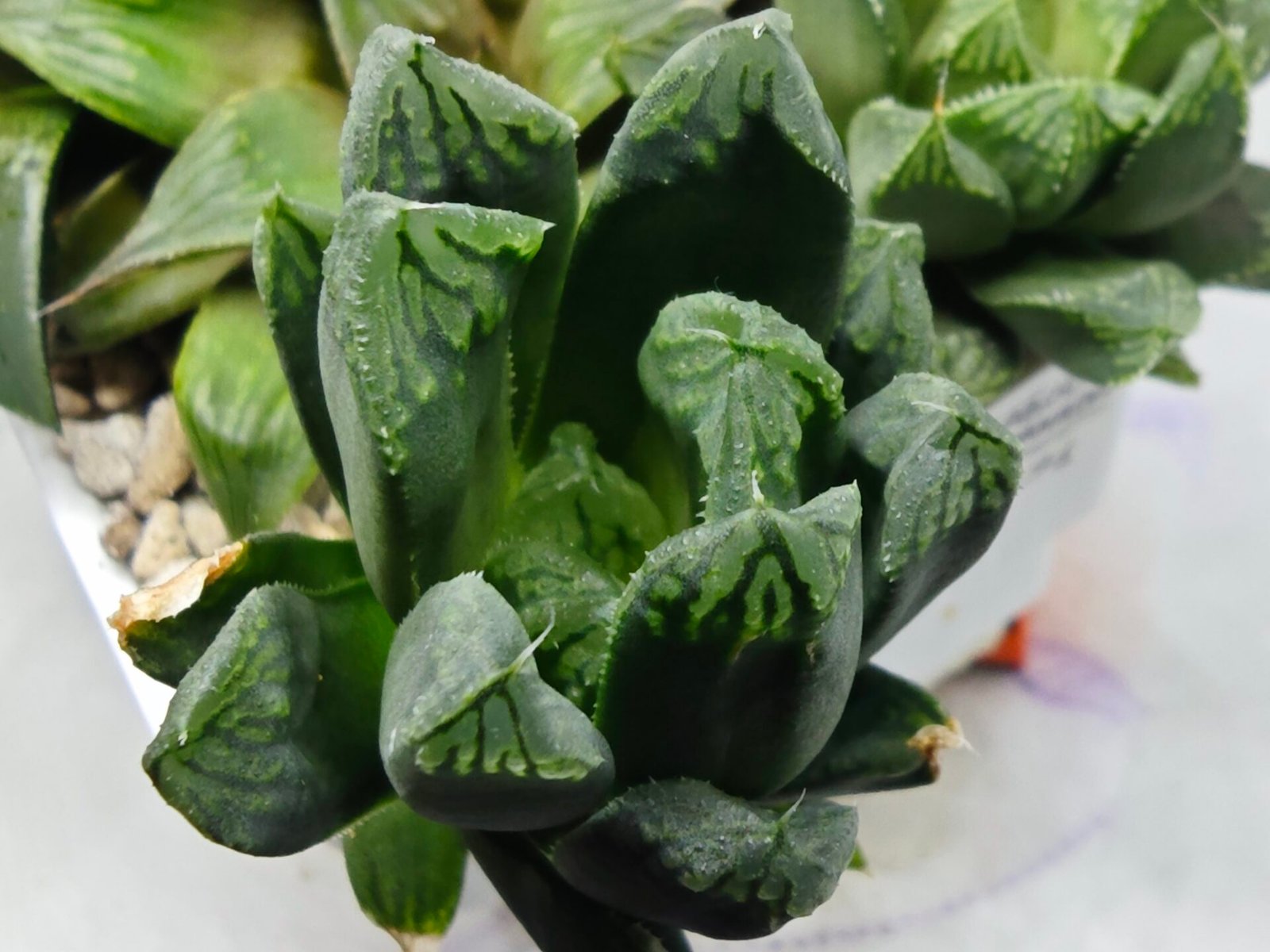 Haworthia MS190 Injabulo x Betsu Yamada - 4