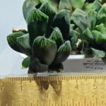 Haworthia MS190 Injabulo x Betsu Yamada - 5