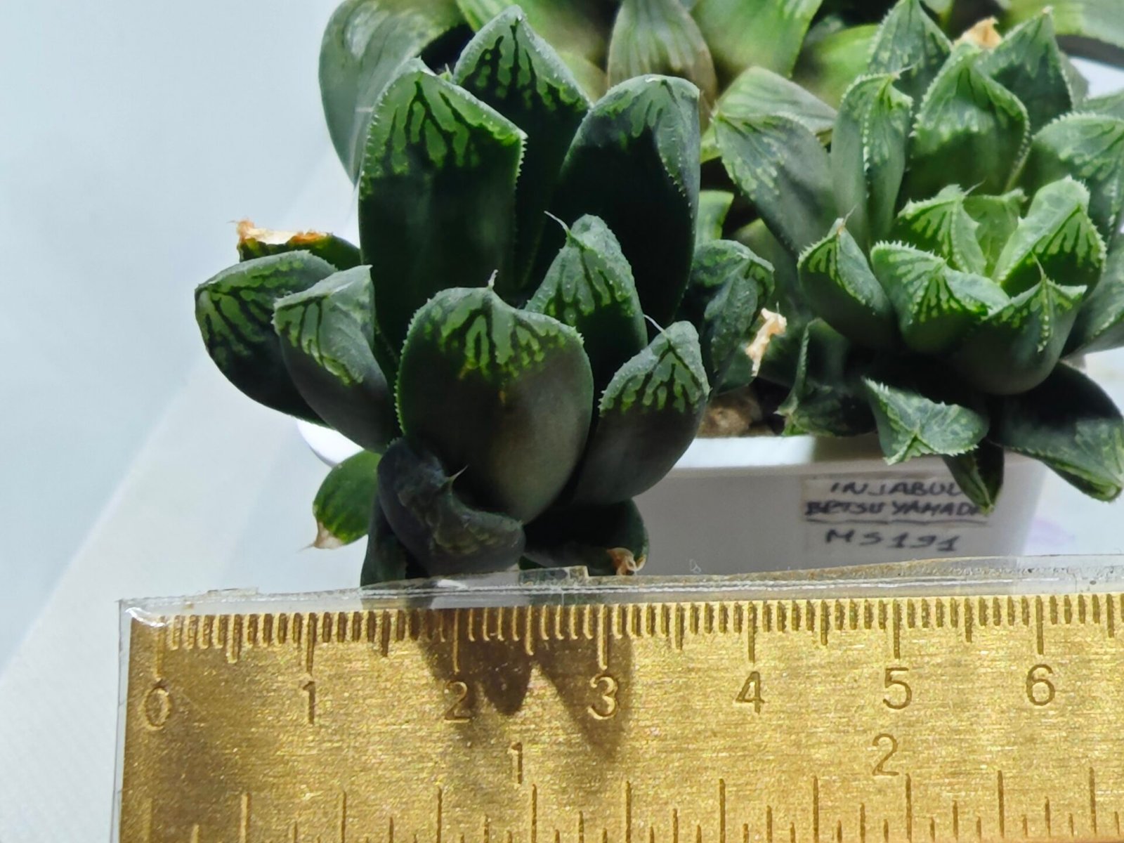 Haworthia MS190 Injabulo x Betsu Yamada - 5