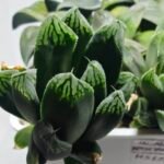 Haworthia MS190 Injabulo x Betsu Yamada - 1