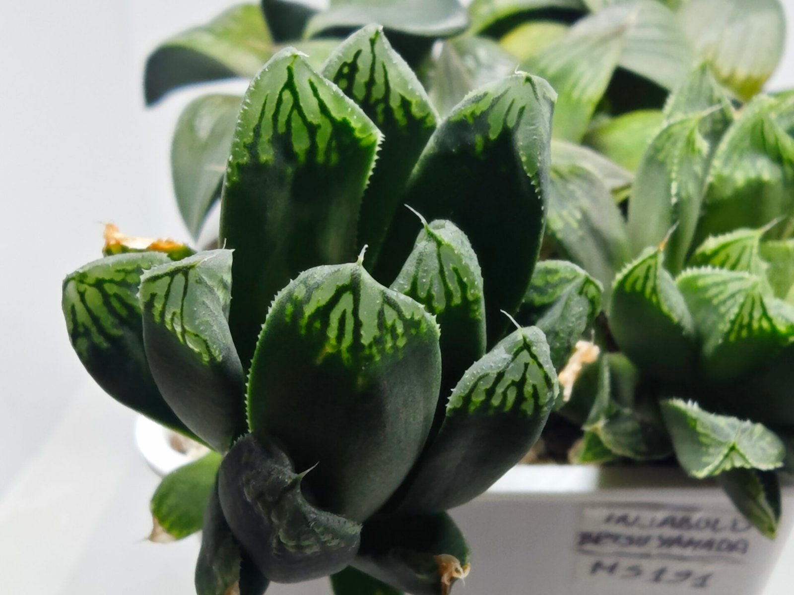 Haworthia MS190 Injabulo x Betsu Yamada - 1