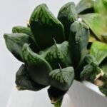 Haworthia MS190 Injabulo x Betsu Yamada - 2