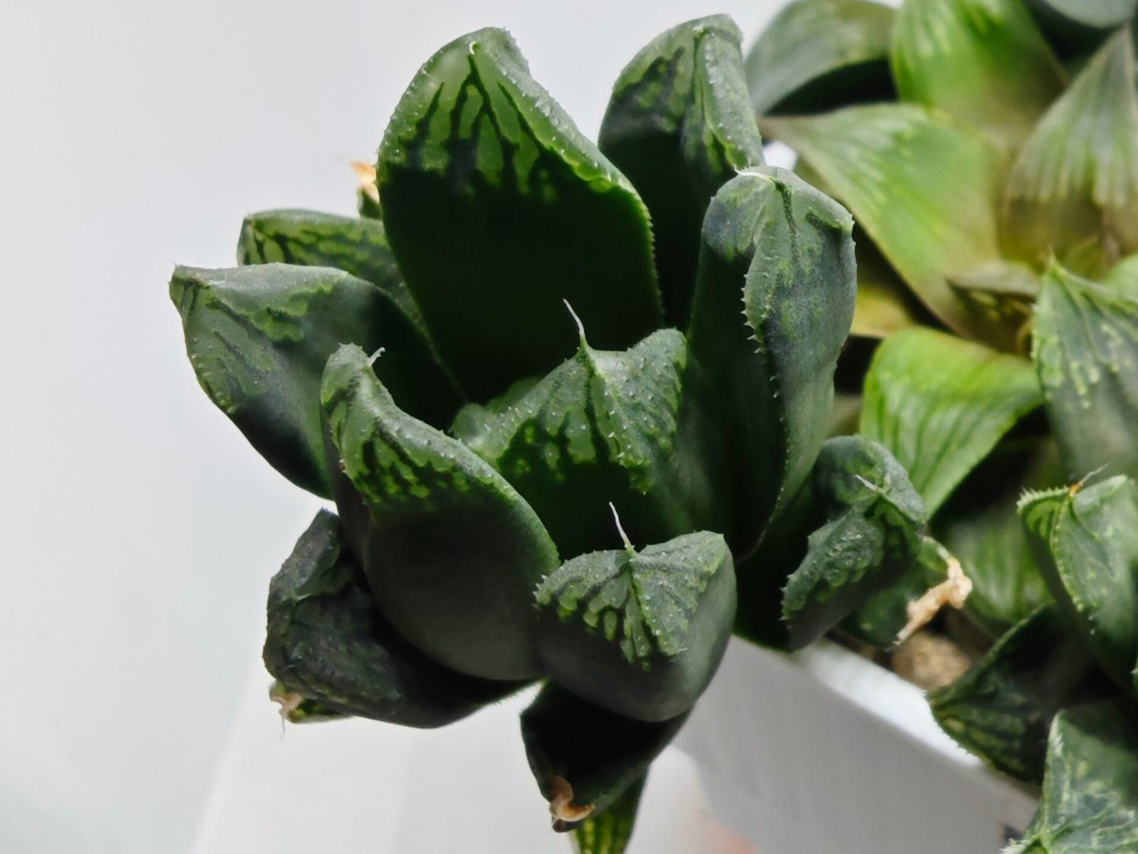 Haworthia MS190 Injabulo x Betsu Yamada - 2