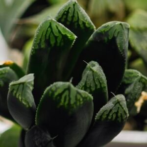 Haworthia MS190 Injabulo x Betsu Yamada - 3