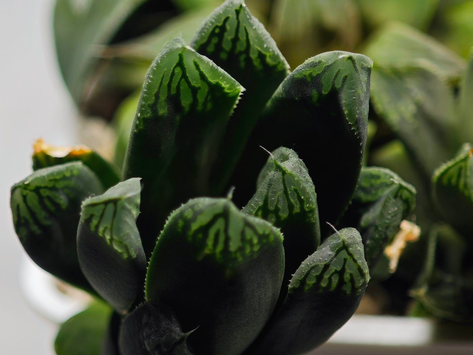 Haworthia MS190 Injabulo x Betsu Yamada - 3