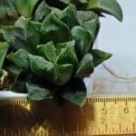 Haworthia MS191 Injabulo x Betsu Yamada - 1