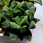 Haworthia MS191 Injabulo x Betsu Yamada - 2