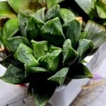 Haworthia MS191 Injabulo x Betsu Yamada - 3