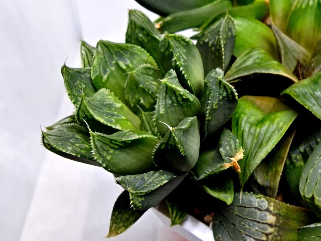 Home 2 Haworthia MS191 Injabulo x Betsu Yamada - 5