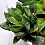 Haworthia MS191 Injabulo x Betsu Yamada - 5