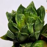 Haworthia MS191 Injabulo x Betsu Yamada - 6