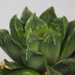 Haworthia MS191 Injabulo x Betsu Yamada - 7