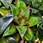 Haworthia MS192 Maya Nishiki Obtusa Compto - 1