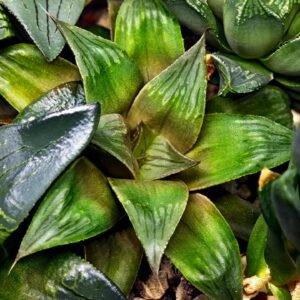 Haworthia MS192 Maya Nishiki Obtusa Compto - 1