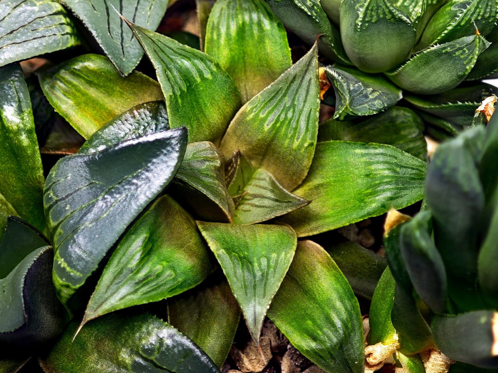 Haworthia MS192 Maya Nishiki Obtusa Compto - 1