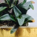 Haworthia MS194 Correcta Peter Variegated - 1