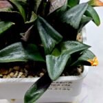 Haworthia MS194 Correcta Peter Variegated - 2