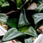 Haworthia MS194 Correcta Peter Variegated - 3