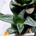 Haworthia MS194 Correcta Peter Variegated - 4