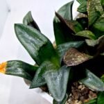 Haworthia MS194 Correcta Peter Variegated - 5