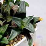 Haworthia MS194 Correcta Peter Variegated - 6